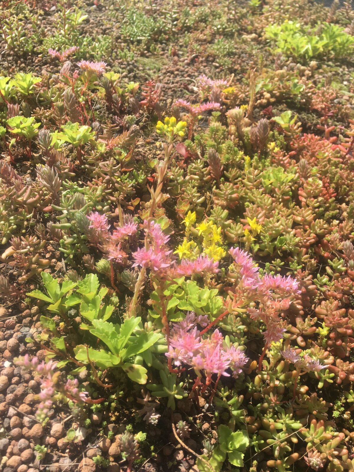 Bike shed with a living green roof planted with wildflowers
