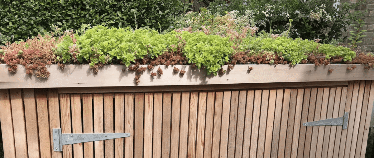 green roof planting options for a bike shed (1 of 5)