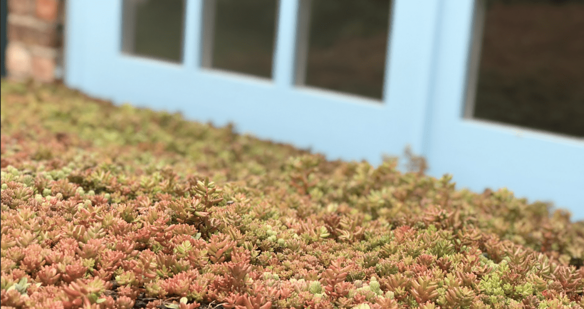 Screenshot showing green roof planting options for a bike shed (2 of 5)